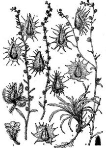 寬翅鶴虱 寬翅鶴虱