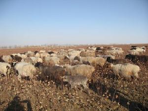 綽霍爾鄉 綽霍爾鄉