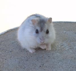 秏雞貓兒 秏雞貓兒