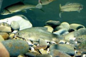 條紋似白鮈 條紋似白鮈