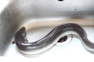 紹興河鰻 紹興河鰻