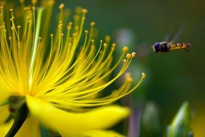 數碼微距攝影之美 數碼微距攝影之美