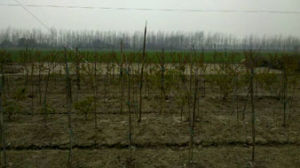 安徽天長苗圃基地 安徽天長苗圃基地