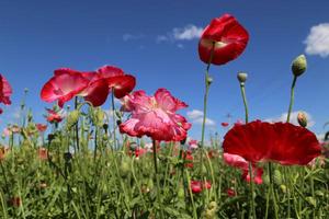 魏家營村[北京市延慶縣沈家營鎮下轄村]