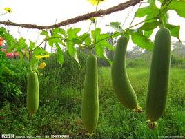 絲瓜水原液面膜 絲瓜水原液面膜