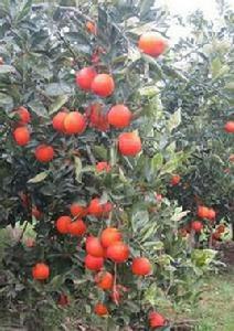 玫瑰血橙 玫瑰血橙