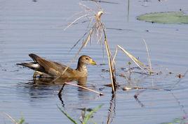 小黑水雞 小黑水雞