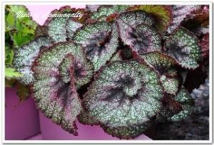 蟆葉秋海棠 蟆葉秋海棠