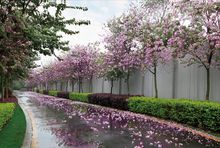 桂林水印長廊樓盤園林圖片