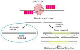 基因敲除 基因敲除