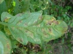 番茄煤霉病 番茄煤霉病