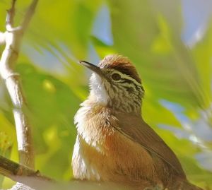 快樂葦鷦鷯 快樂葦鷦鷯