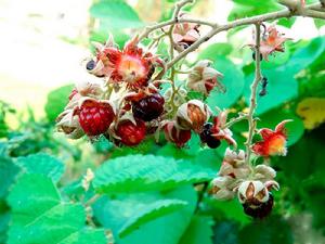 烏泡刺[烏泡刺]