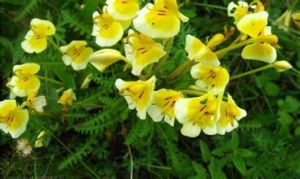 短葉淺黃馬先蒿 短葉淺黃馬先蒿