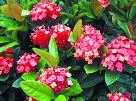 長序龍船花 長序龍船花