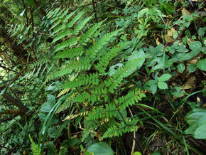 長江蹄蓋蕨系 長江蹄蓋蕨系