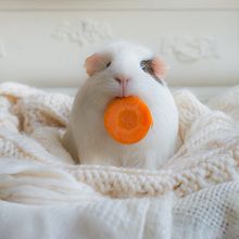 Guinea pig
