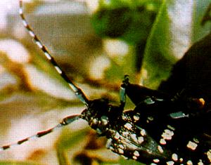 茶樹星天牛 茶樹星天牛