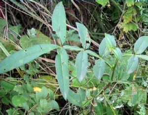 巨盤木亞科 巨盤木亞科