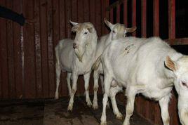 莎能奶羊 莎能奶羊