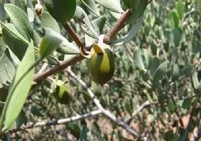 浩浩巴樹 浩浩巴樹