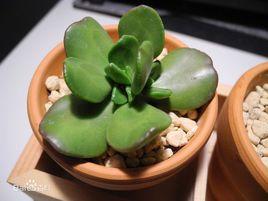 達摩寶珠 達摩寶珠