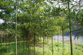 退耕還林 退耕還林