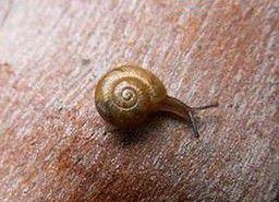 肉食性蝸牛 肉食性蝸牛