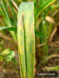 禾生殼二孢 禾生殼二孢