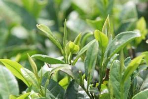 車雲山毛尖 車雲山毛尖