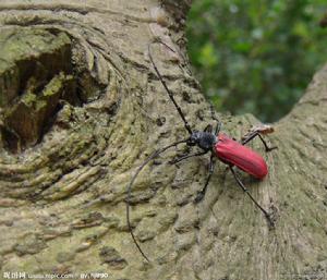 棟樹天牛 棟樹天牛
