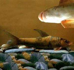 雲南華鯪 雲南華鯪