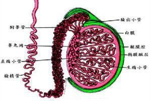 睪丸隱痛 睪丸隱痛