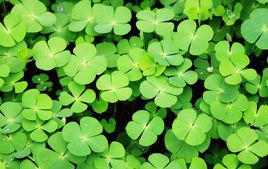 四葉草[寶瓏系列飾品]