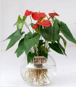 水培紅掌 水培紅掌