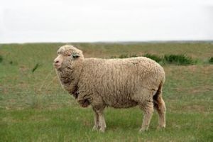 細毛羊 細毛羊