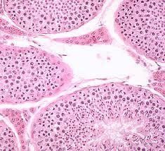 睪丸間質細胞