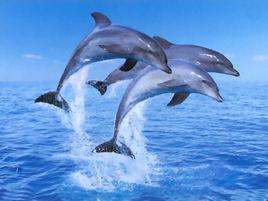 海豚[生活在海洋中的鯨目哺乳動物]
