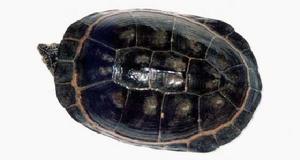 側頸龜科 側頸龜科