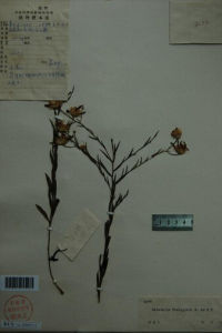 阿爾泰乳菀 阿爾泰乳菀