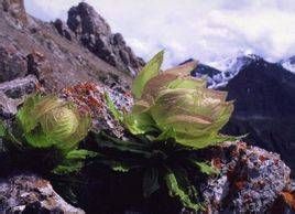 托木爾峰棘豆 托木爾峰棘豆