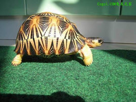 輻紋陸龜 輻紋陸龜