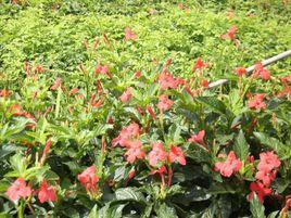 大花蘆莉 大花蘆莉