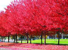 花語[用花表達的語言]