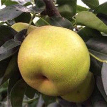 焦溪蜜梨 焦溪蜜梨