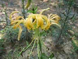 條葉百合 條葉百合