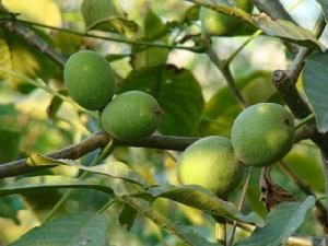 曹范核桃 曹范核桃