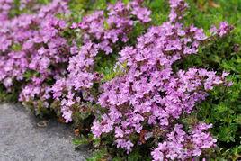 百里香提取物 百里香提取物