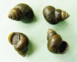 方氏環棱螺 方氏環棱螺