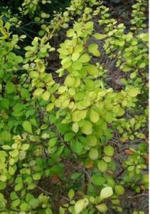 滑葉小檗 滑葉小檗